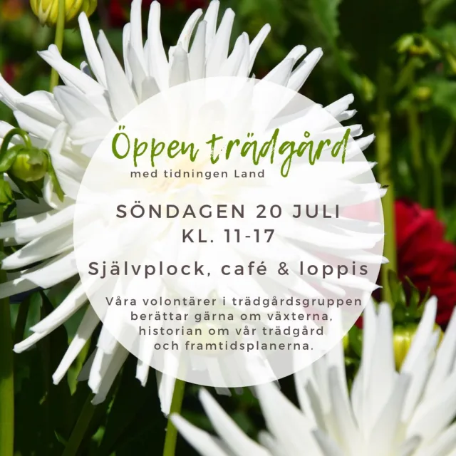 Öppen trädgård med tidningen Land ☀️

… är ett återkommande evenemang hos oss på Årås Säteri!

Den 20 juli, tredje söndagen i juli, visar Tidningen Land upp ett 100-tal trädgårdar runt om i landet. Däribland Årås Säteri & trädgårdar. 

Vi har öppet 11 – 17

Du är välkommen att vandra runt i parken och njuta av grönska och blomsterprakten. Volontärer från vår trädgårdsgrupp finns på plats och berättar gärna om växterna och planerna för den fortsatta utvecklingen av parken.

Trädgårdscaféet och loppisen är öppen och för barnen finns en trevlig naturlekpark. Längst upp i parken hittar du vår blomsteräng och en rofylld sittplats. Välkommen!

#åråssäteri #öppenträdgårdmedland @land_se #öppenträdgård #självplock #trädgård #sommarcafé #trädgårdscafé